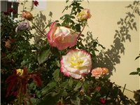 da8560a4-Picture 6654.jpg